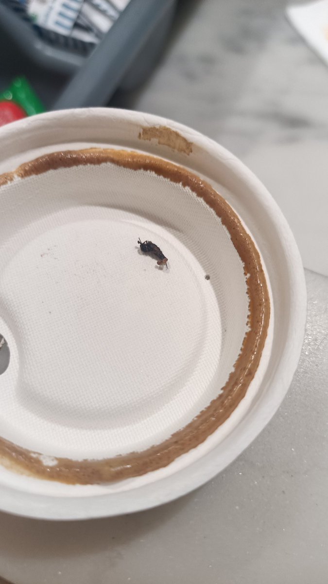 Amubhatia's tweet photo. @TheobromaIndia took the fly out of my mouth while drinking the coffee. Have informed the Lokhandwala outlet as well as on call. No response from your side. It seems you're not serious about this matter. https://t.co/PFv7Z5YE0M