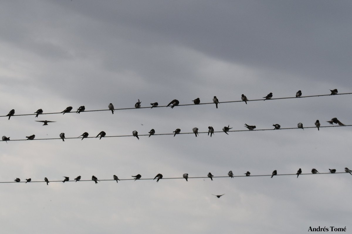tomeandres's tweet photo. Preparados para marchar a tierras más cálidas. Concentraciones de aviones comunes sobre los cables del tendido eléctrico. El otoño en marcha. Lerma (Burgos). @aquilatierratve @jacobpetrus_tve @Pajarines1 @GuisadoPepe @Pe_y_Pa @POchruros @EnriqueFlecha1 @herrerillo_com https://t.co/9L89Xu6Ezu