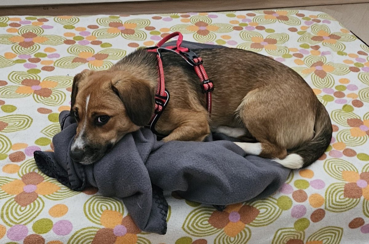 FlitzHamster tweet media