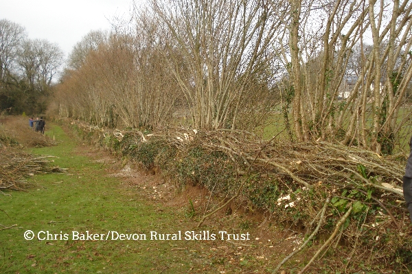lovedevonhedges's tweet photo. Upcoming courses with Devon Rural Skills Trust (https://t.co/9KA8zqsIJt):
- Dry Stone Walling, 26th October
- Hedge laying, 9th November
- Hedge laying, 23rd November
- Hedge laying, 7th December
- Hedge laying, 11th January
- Hedge laying, 25th January https://t.co/3GgaXurP0s