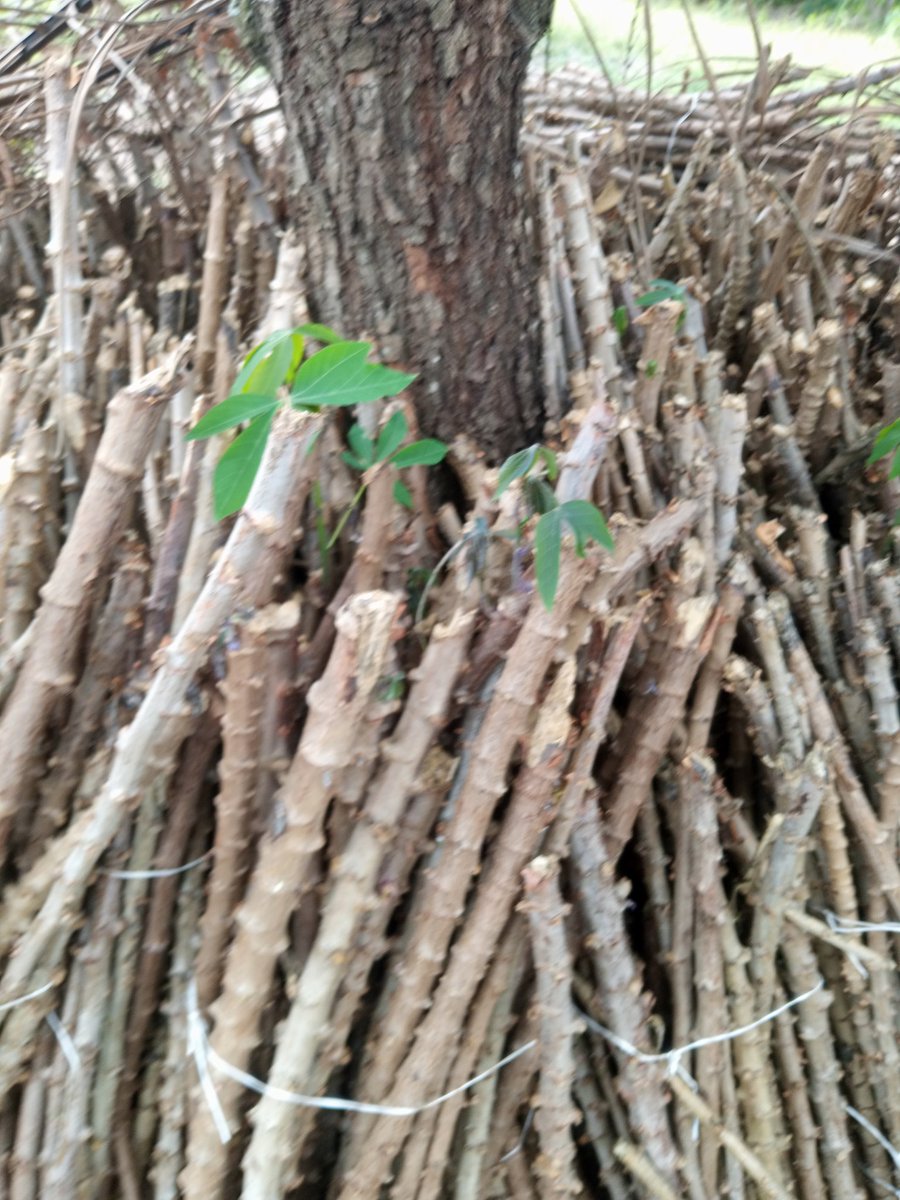 EmeraldGenetix's tweet photo. We are committed to meeting our clients demands and at the same time providing professional advices to guide them into making profit on investments.
we will contribute our own quota to enhance #Foodsecurity in our locality
#farmwithme
#letsgofarming https://t.co/3DBAKKCpAC