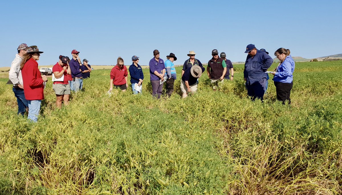 ciara_beard's tweet photo. Our field trials are showing great visuals of how damaging lupin Sclerotinia can be. It was good to have field walks to share our research results to date. Very thankful for growers who host our trials and for our DPIRD Field Research Operations team  @DPIRDbroadacre @GRDCWest https://t.co/vsd8ophCR8