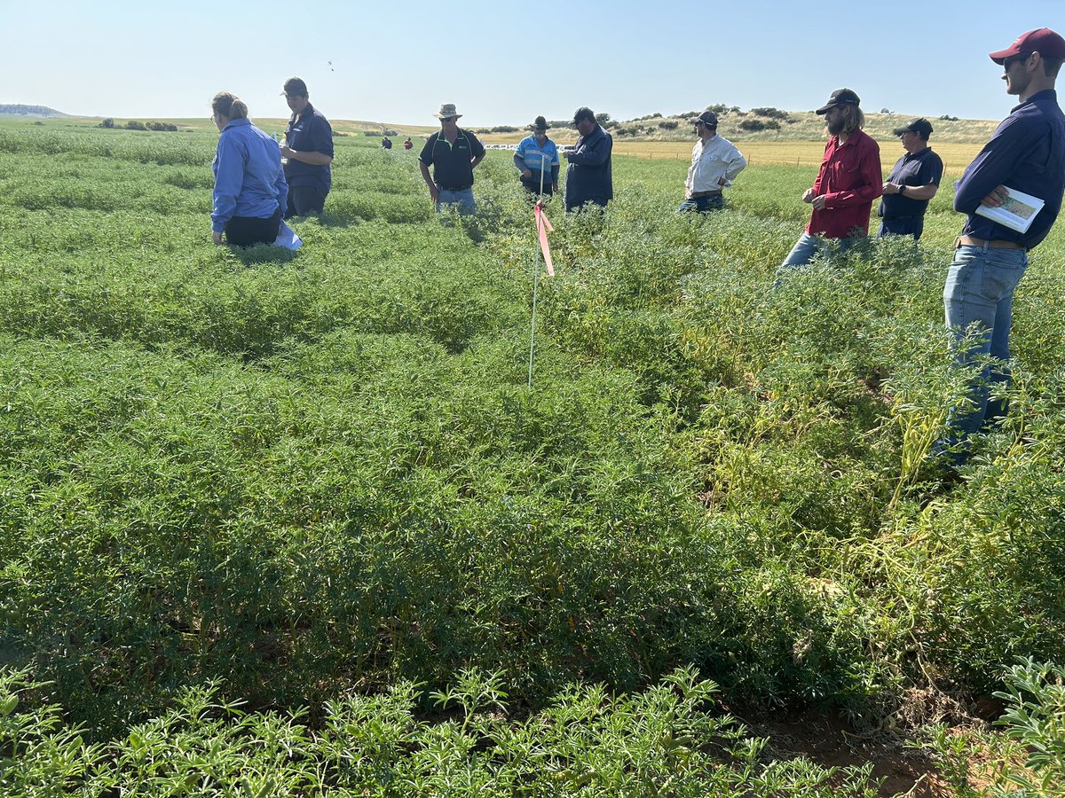 ciara_beard's tweet photo. Our field trials are showing great visuals of how damaging lupin Sclerotinia can be. It was good to have field walks to share our research results to date. Very thankful for growers who host our trials and for our DPIRD Field Research Operations team  @DPIRDbroadacre @GRDCWest https://t.co/vsd8ophCR8