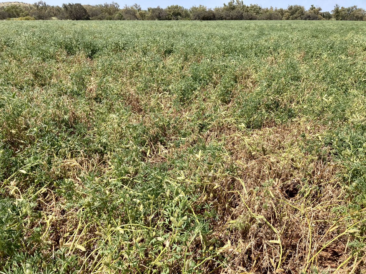 ciara_beard's tweet photo. Our field trials are showing great visuals of how damaging lupin Sclerotinia can be. It was good to have field walks to share our research results to date. Very thankful for growers who host our trials and for our DPIRD Field Research Operations team  @DPIRDbroadacre @GRDCWest https://t.co/vsd8ophCR8