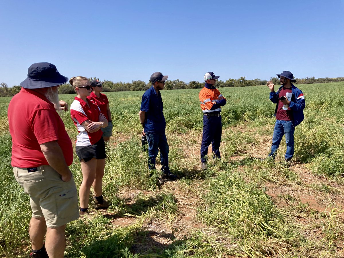 ciara_beard's tweet photo. Our field trials are showing great visuals of how damaging lupin Sclerotinia can be. It was good to have field walks to share our research results to date. Very thankful for growers who host our trials and for our DPIRD Field Research Operations team  @DPIRDbroadacre @GRDCWest https://t.co/vsd8ophCR8