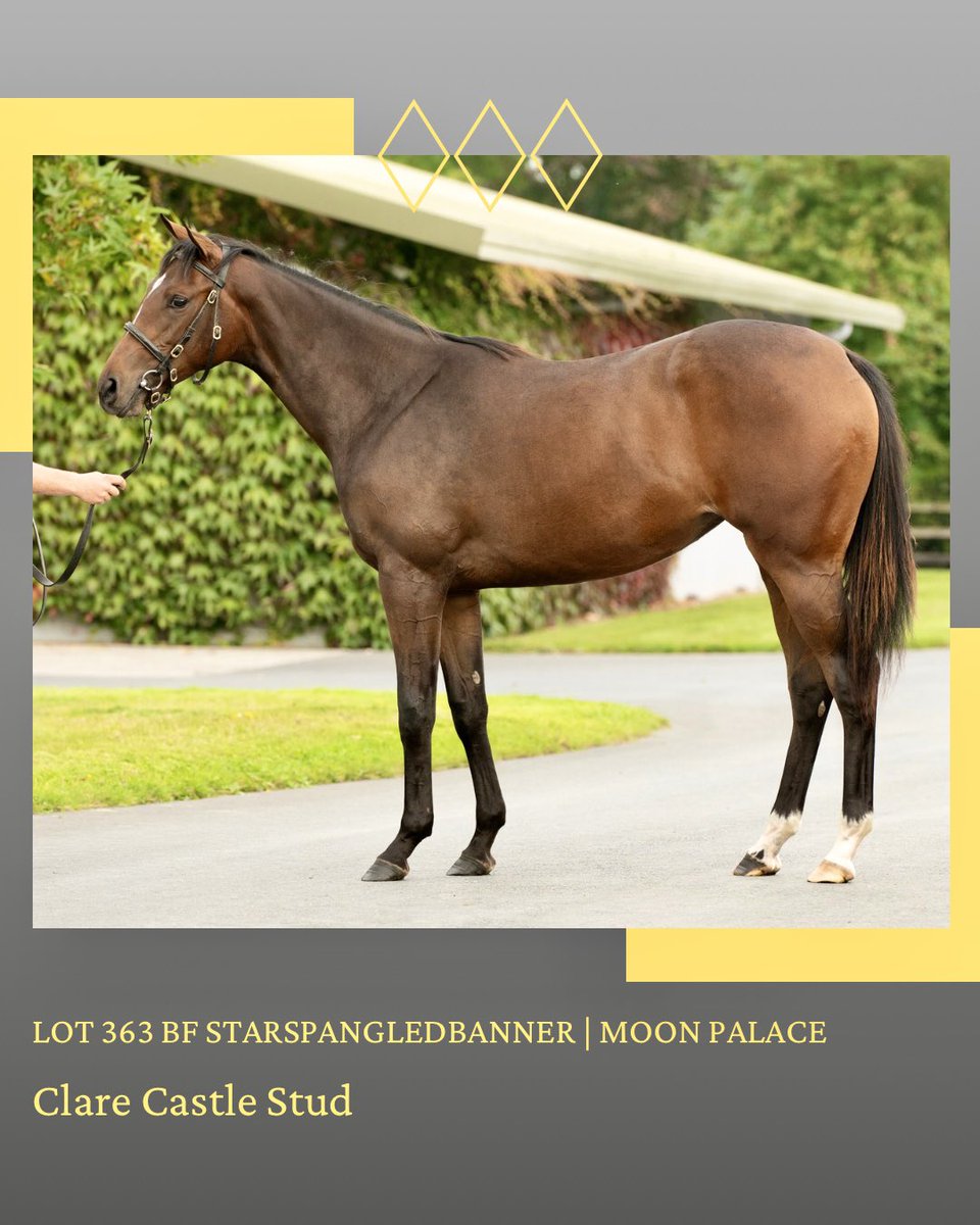 Lot 363 BF Starspangledbanner |Moon Palace <a href="/Goffs1866/">Goffs</a> #OrbySale

A smart looking filly by a top class sire

#ClareCastleStud
Small Draft Huge Success

goffs.com/sale/IRE/orby-…