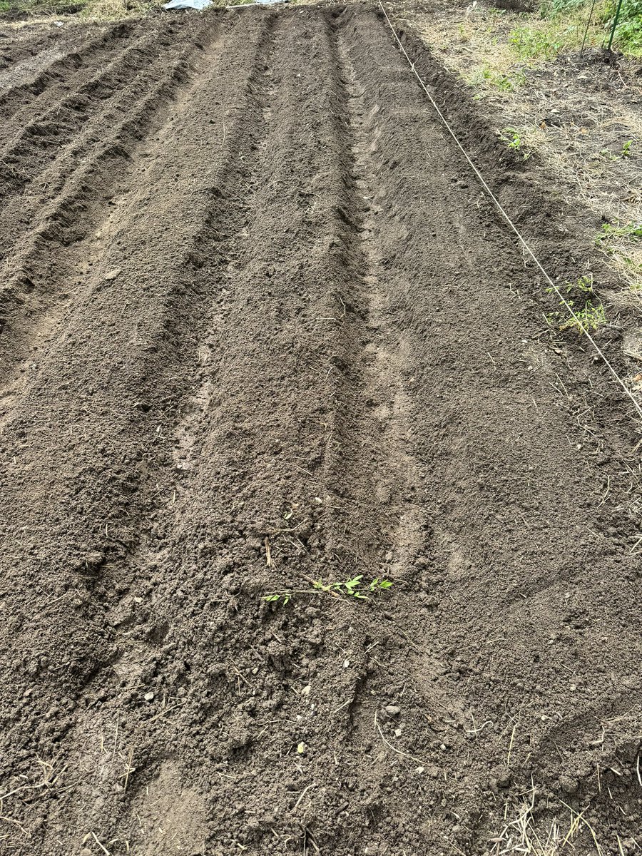 Kneko__'s tweet photo. 畝作り完了！マルチ貼りむずすぎた、、
皆さんからの意見を参考に　
・黄芯白菜
・ダイコン
・紅芯ダイコン
・ホウレンソウ
・サボイキャベツ
・ニンニク
・ネギ
・春菊
・聖堂院カブ

を育ててみよう🌱
今年は鍋野菜は自足！　
　
あと可愛い蛇さんいました☠️ https://t.co/E1Y8woozvZ