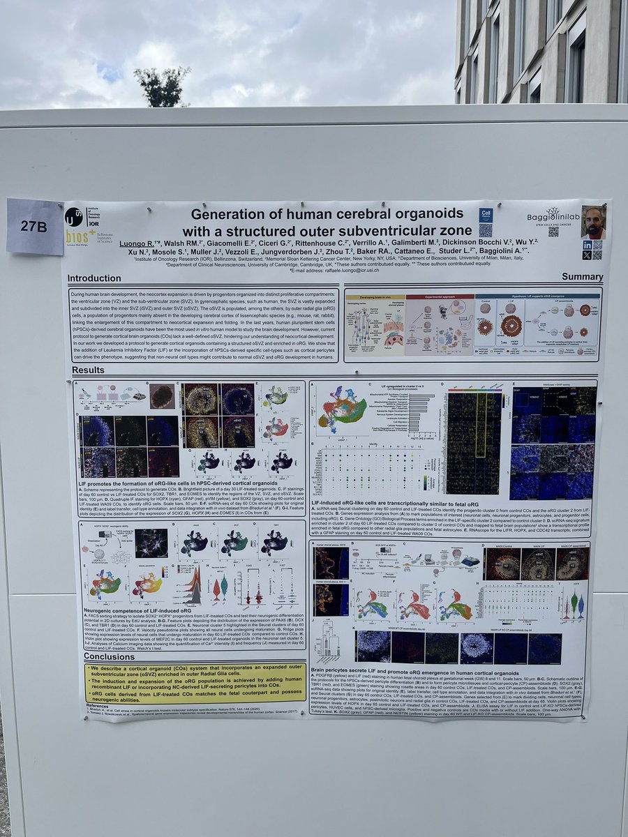 Raffaele Luongo (@rluongo90) on Twitter photo Today I will present my poster on our recent published article on #brain #organoids at the <a href="/USI_university/">USI University</a> for the 13a Giornata della Ricerca e dell'Innovazione in Medicina Umana della Svizzera italiana. Pass by position 27B to discuss about it! 🧠 🧬 🧪 Today I will present my poster on our recent published article on #brain #organoids at the <a href="/USI_university/">USI University</a> for the 13a Giornata della Ricerca e dell'Innovazione in Medicina Umana della Svizzera italiana. Pass by position 27B to discuss about it! 🧠 🧬 🧪
