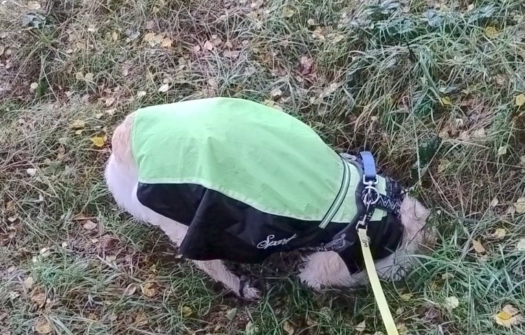 kitteridge_lisa's tweet photo. Anything @WilfandErnie can do, Luca can do too. 

Not quite on Ernie levels thankfully, but a good try!! And unfortunately Luca isn't Teflon so he needs a good scrub! 

#rabbitholeinvestigation
#angelanddevil https://t.co/sehiO8jigz