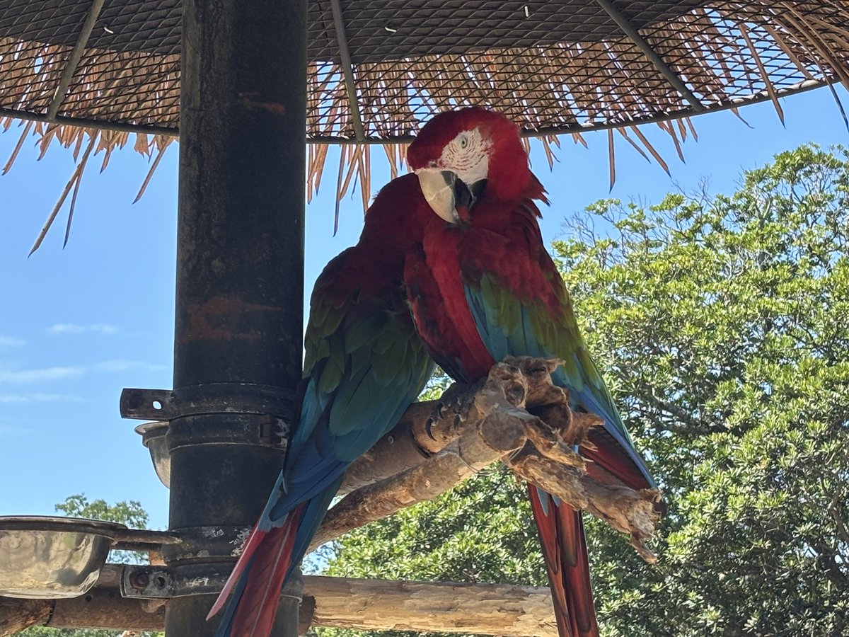 「念願の長崎バイオパークに行ってきました!動物達がのんびり暮らしててとても良かった」|白玉のイラスト