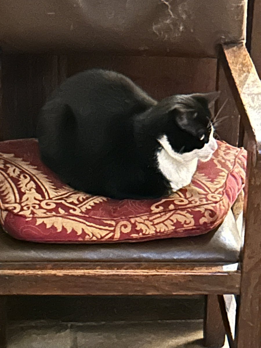 Dr Hannah Perrin tweet media