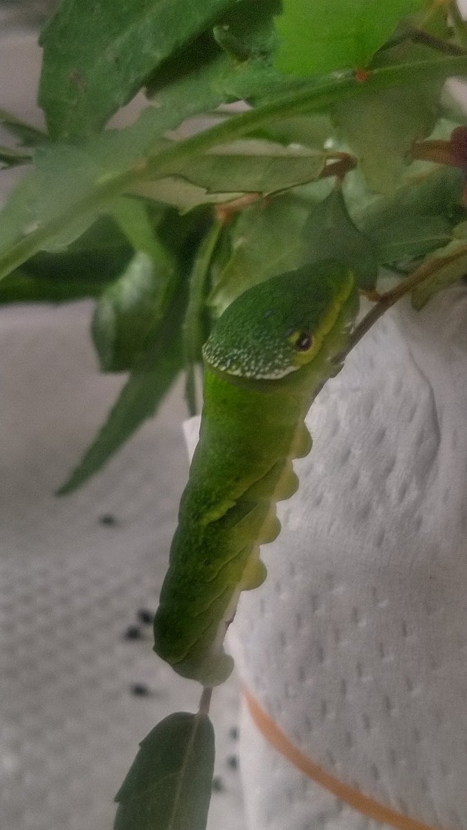 kaentake's tweet photo. 忍者のように隠れてたカラスアゲハの幼虫もやっと終齢に
何事も無ければ来年5月頃には美しい蝶になって羽ばたいてくれるはず

#ムシ注意
#カラスアゲハ
#終齢幼虫 https://t.co/jTsYxEKwVz