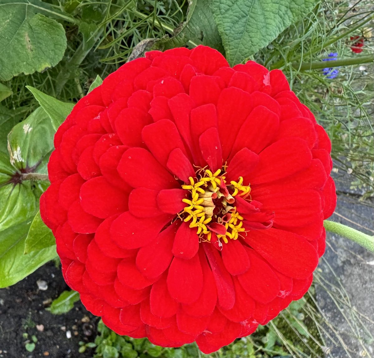 Cosey Fanni Tutti tweet media