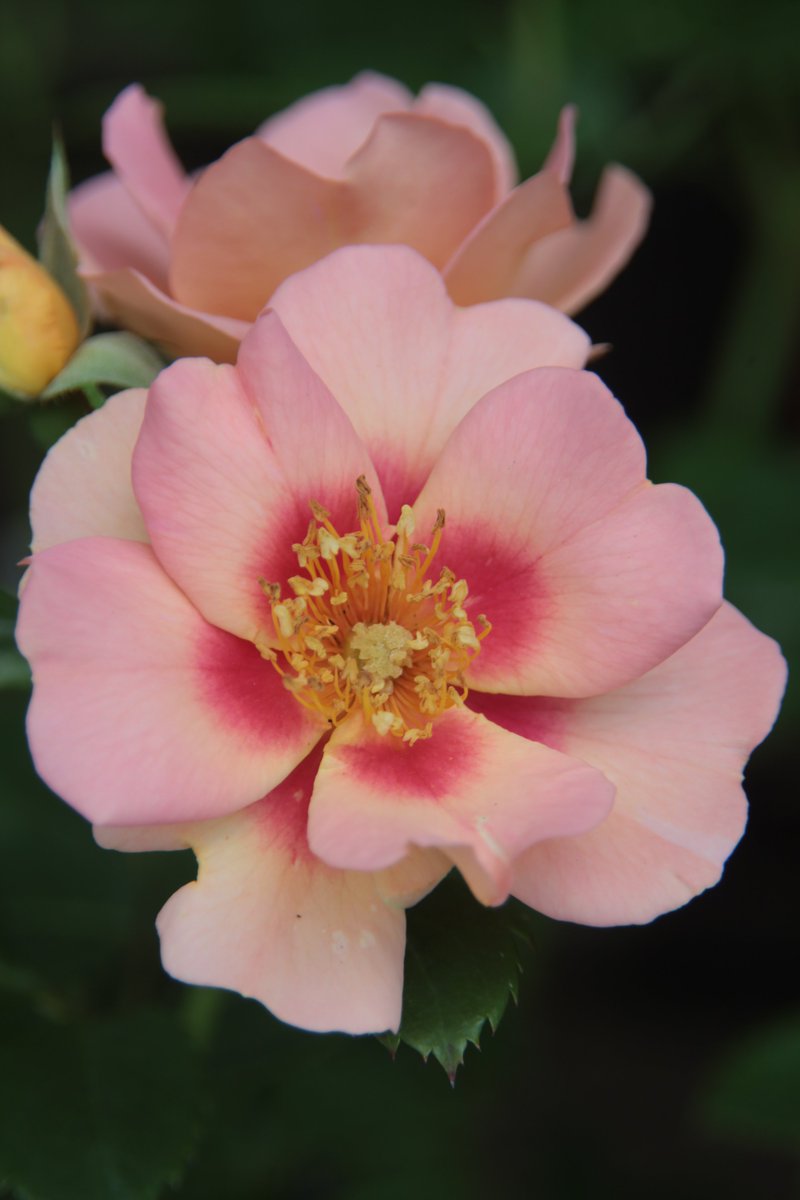 Rose 😊

#Photography #Flowers #Rose