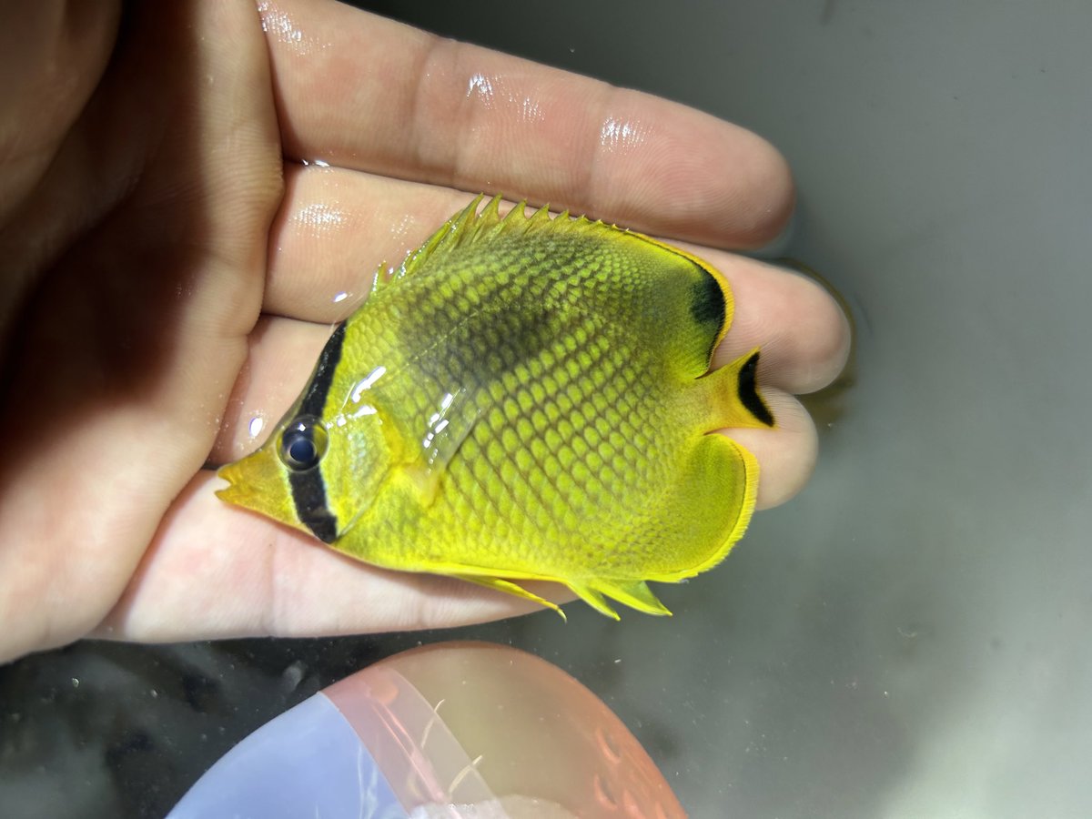 sumogurituri's tweet photo. こないだ急遽弾丸で行った海
先輩にまじでフルボッコにされました
(2~3枚目は先輩)

アミチョウはずるいっすよ…
越冬モンツキは訳分からん https://t.co/3MlFTM0dPS