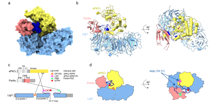McDonald Lab @ The Crick (@labmcdonald) on Twitter photo NEW from us <a href="/TheCrick/">The Francis Crick Institute</a>!
Capture, mutual inhibition and release mechanism for aPKC-Par6 and its multi-site polarity substrate Lgl | bioRxiv #Science #Research #StructuralBiology #CryoEM #Crystallography #Polarity #Cancer
biorxiv.org/content/10.110… NEW from us <a href="/TheCrick/">The Francis Crick Institute</a>!
Capture, mutual inhibition and release mechanism for aPKC-Par6 and its multi-site polarity substrate Lgl | bioRxiv #Science #Research #StructuralBiology #CryoEM #Crystallography #Polarity #Cancer
biorxiv.org/content/10.110…
