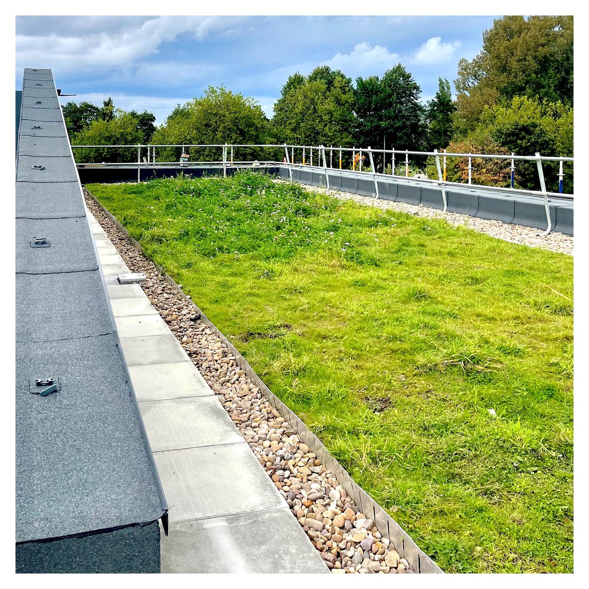 seven_arch's tweet photo. Exciting progress on site in Stockport as @AquinasCollegeUK  new teaching block nears completion! The cladding and brickwork are nearly complete, and the @BauderLtd wildflower green roof is already blooming #stockport #inspiringlearning #greenroofdesign #educationarchitecture https://t.co/H0L8m5nf1c