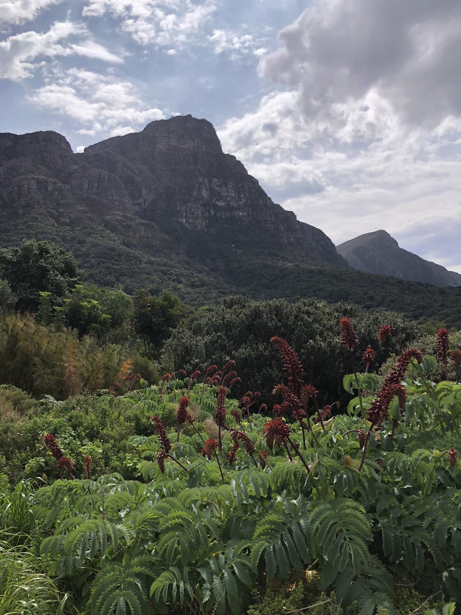 Hikewithbite's tweet photo. All planted-out at Kirstenbosch Botanic Gardens, Cape Town, South Africa. 🌺 

👉 Follow @hikewithbite for more exciting adventures. 

#hikewithbite #kirstenboschbotanicgardens #capetown #southafrica #southafricahiking #trekking #backpacking #caravanning #roadtrip #safari https://t.co/PX6hpGflmK