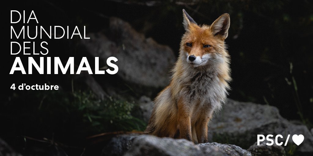 Avui celebrem el #DiaMundialDelsAnimals! Una oportunitat per reconèixer la importància de totes les espècies amb qui compartim el planeta. Protegir-los és cuidar el nostre futur.