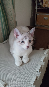 n_kanto_foster's tweet photo. シールポイントのやんちゃ猫です(兄弟猫)
栃木県 ♂ 生後4ヶ月 の"ずん吉"ちゃんです。
 #猫 #ネコ #里親 #里親募集 #栃木県 #拡散希望 
詳細：https://t.co/UF6VY9xcqn
写真： https://t.co/ebmXJNHXAi
