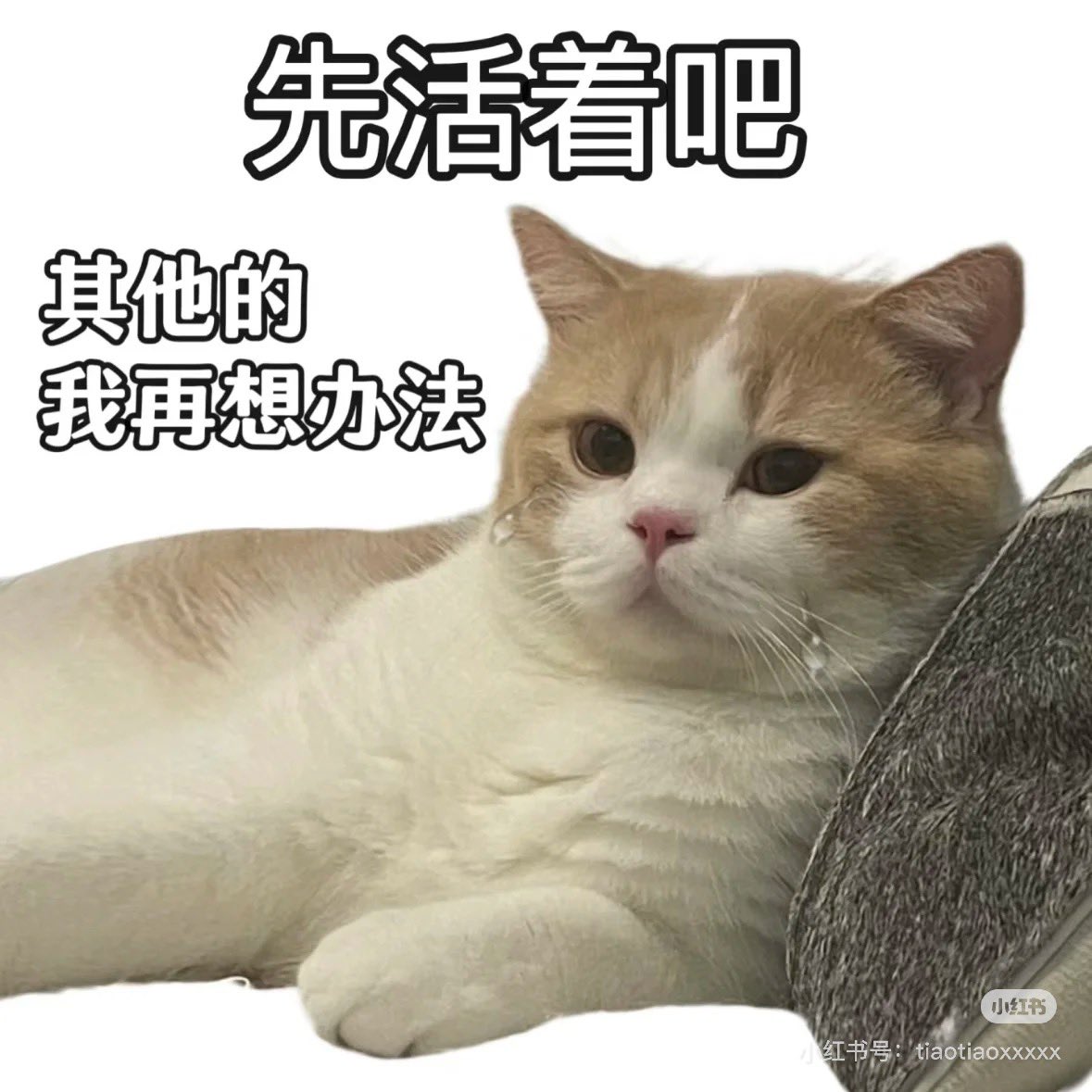 然的大群目前已解散。

撸毛信息已近乎透明，好的alpha也不是随便满手抓，实在没有那么多非广告的可分享的项目，我也向来不图邀请赚返佣。且免费社群维护不易，耗费精力，以后还是踏实赚钱，跟同频朋友信息共享为好，如果有好的标的会在推上分享。

感谢大家一直以来的支持。