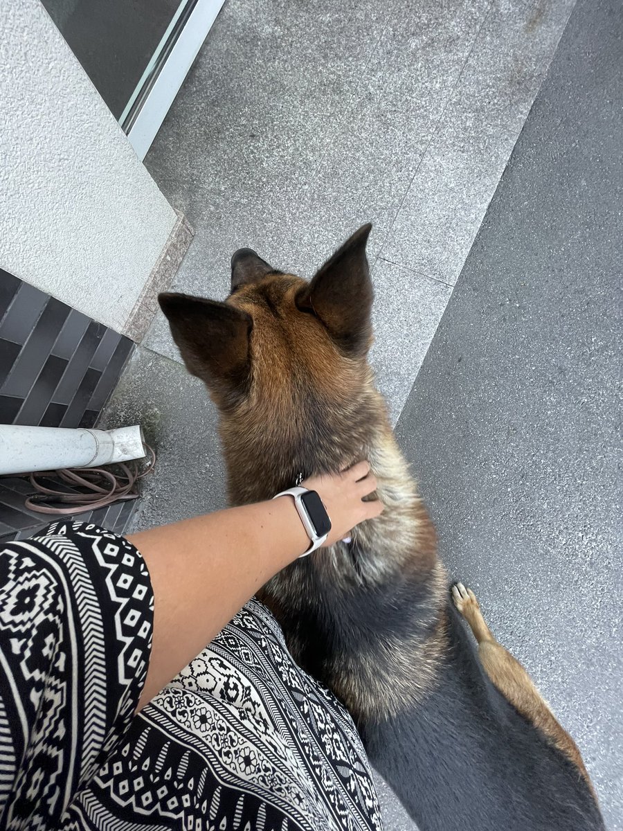 kikirin36's tweet photo. 🐾🐾🐾
#petlovers #Petslover #dog #shepherddog #day https://t.co/ul9cROicOQ