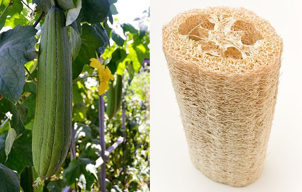 dumbestcane's tweet photo. @wrappedaroundme luffa gourds? young luffas can be eaten, and ripe luffas are used as a sponge https://t.co/rB8HAJjCRq