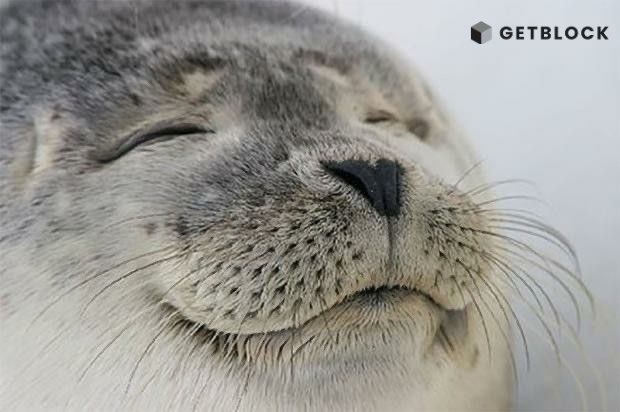 getblockio's tweet photo. That face when your node infrastructure is running smoothly, and the weekend is in sight 🍹🦭🌅

#Web3 #GetBlock #Solana #Tron #Blockchain #RPC #RPCNodes #BSC #ETH #TON #Polygon https://t.co/crWQ1CSt7o