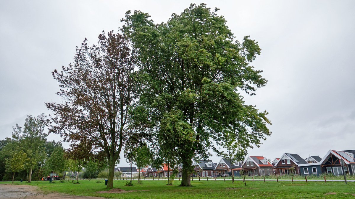 StormjagersNL's tweet photo. Troosteloos weer met harde wind en veel regen op het eiland Voorne πΈ #weerfoto #Hekelingen #Simonshaven #Zuidland @KikiBo21937 @MRTfotografie @johan_klos @BasMunne @BuienRadarNL @mrmiddendorp @EdAldus @janvissersweer @weerverteller @weerplaza @EilandVoorne @RoosmarijnKnol https://t.co/JOTTnTIk5f