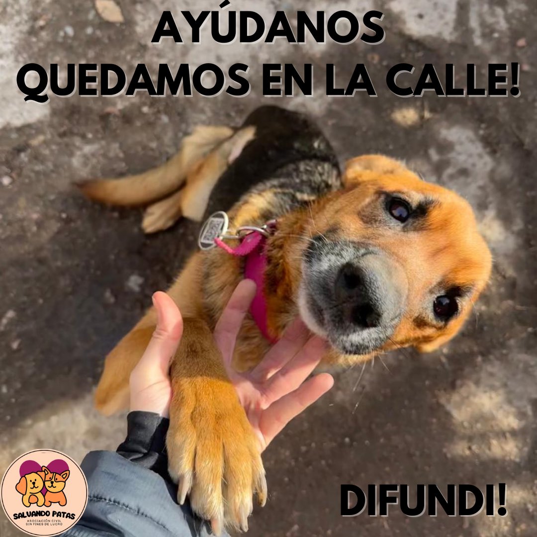 SalvandoPatas_'s tweet photo. Somos Asociación Civil Sin Fines de Lucro SALVANDO PATAS de Mza - Arg.

Llevamos solo 2 años y ya hemos ayudado a MILES de animales!

En 3 semanas tenemos que DESALOJAR el lugar donde tenemos +60 animales porque venden el terreno.

Sigue abajo https://t.co/A8zzI02qY1