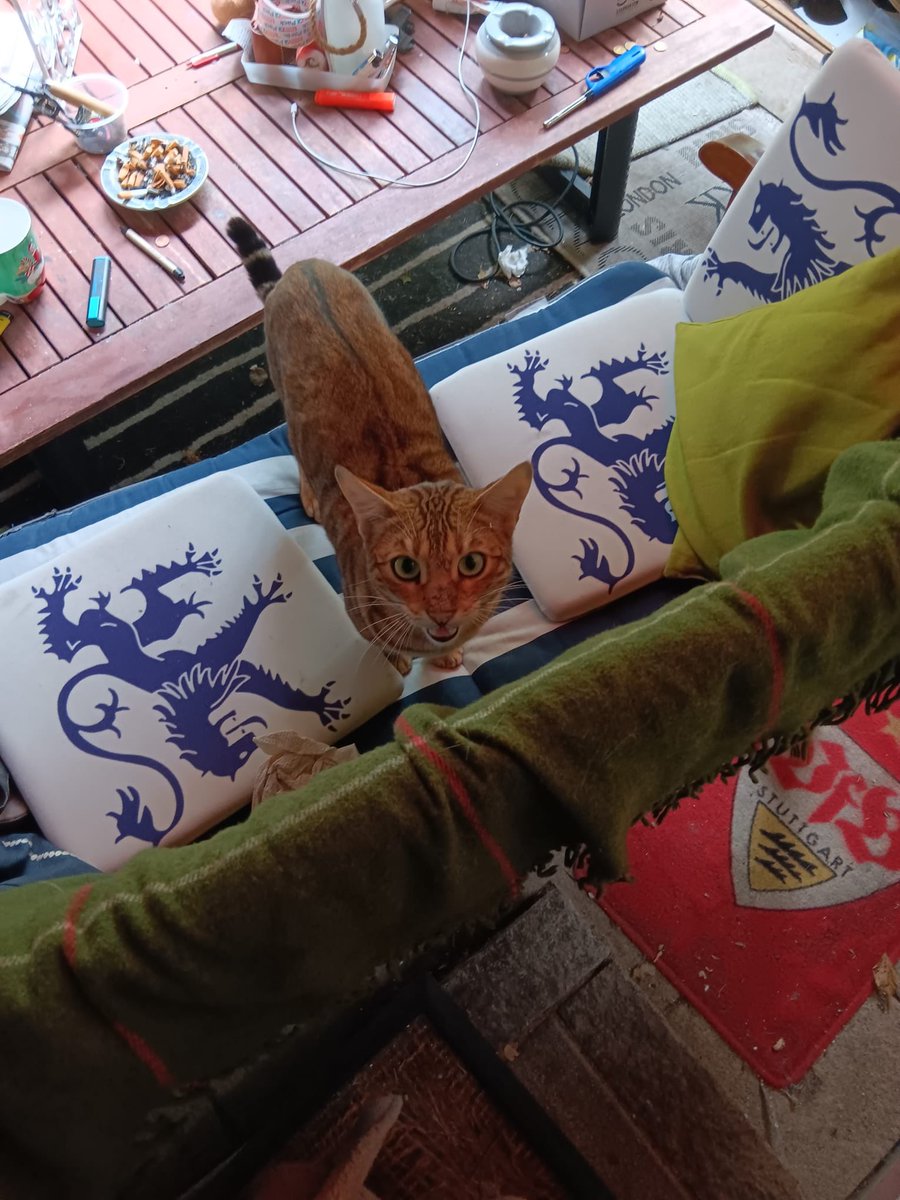 When you see your neighbour‘s cat thinks seh got a new home 😂😅