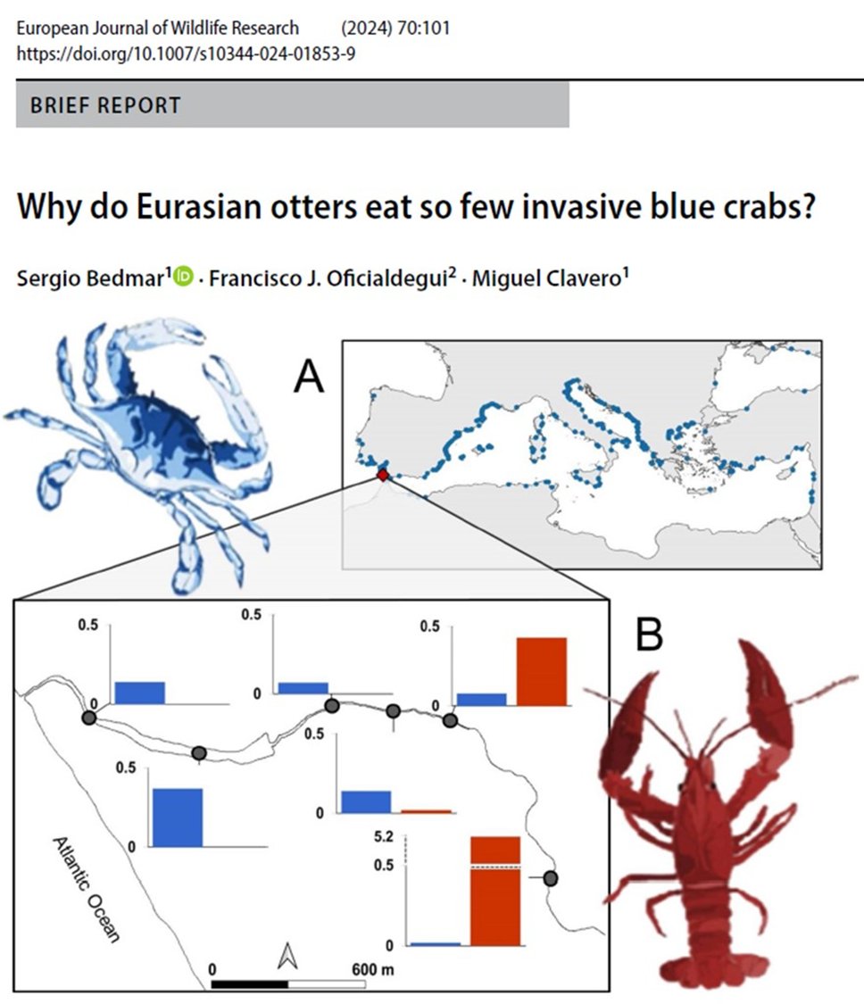 Who's eating invasive blue crab?
Seems that not many species
The otter was a good candidate predator, but it is not yet consuming this new, highly abundant resource
See new paper led by <a href="/sergiobedmarc/">sergiobedmar</a> with @OficialdeguiF 
LINK: link.springer.com/article/10.100…
<a href="/ebdonana/">Estación Biológica de Doñana - CSIC</a> <a href="/ejwr_cm/">European Journal of Wildlife Research (EJWR)</a> 
1/6