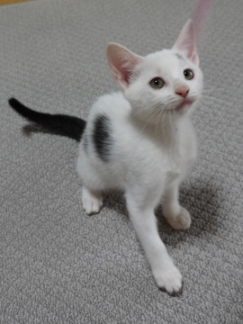 n_kanto_foster's tweet photo. 笑顔のかわいい和風美人さん
茨城県 ♀ 生後3ヶ月 のネコちゃんです。
 #猫 #ネコ #里親 #里親募集 #茨城県 #拡散希望 
詳細：https://t.co/xNcN3EbFXs
写真： https://t.co/42Z4hyucLf