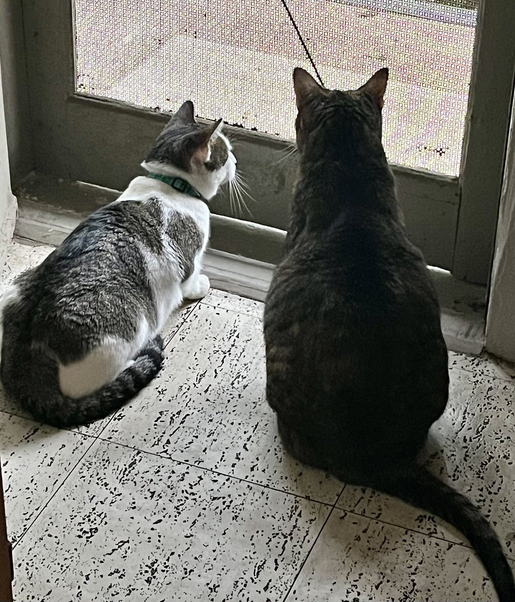 Leopold&Loveday 🐾❤️🐾 tweet media