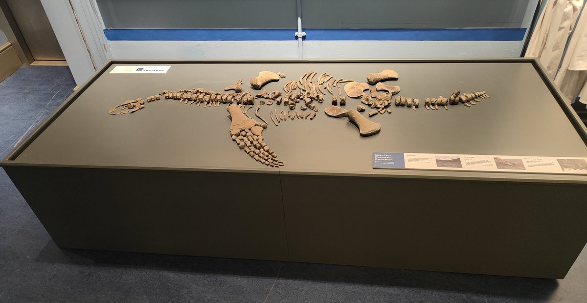 outfossiling's tweet photo. 3 in-situ posterior caudal vertebrae from the #cryptoclidus #plesiosaur I ⚒️discovered⚒️ in 2016 for #fossilfriday this incredible #marinereptile specimen is now on  permanent display @PboroMuseum I'm excited to say the wheels are in motion for some exciting research to come https://t.co/cK01m3gL3f