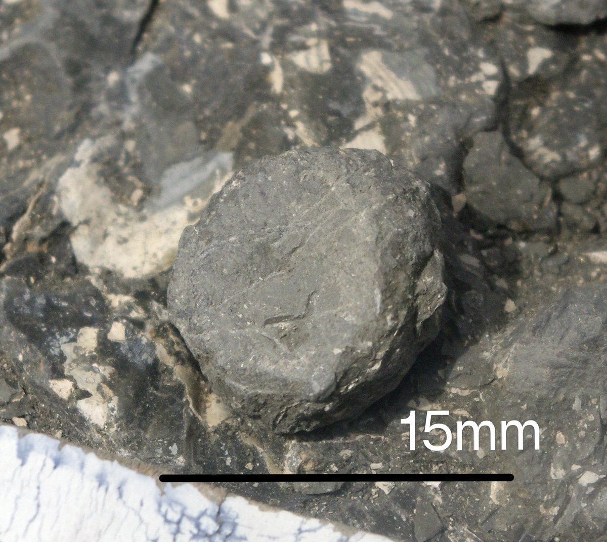 outfossiling's tweet photo. 3 in-situ posterior caudal vertebrae from the #cryptoclidus #plesiosaur I ⚒️discovered⚒️ in 2016 for #fossilfriday this incredible #marinereptile specimen is now on  permanent display @PboroMuseum I'm excited to say the wheels are in motion for some exciting research to come https://t.co/cK01m3gL3f