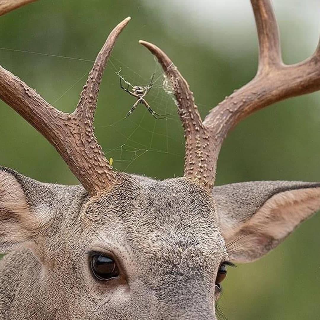 PhilomathicM's tweet photo. Whitetail buck cradles a spider between its antlers. #Nature #NaturePhotography #NatureIsLife #wildlifephotography #deer #wildlife #beauty #host #homage #spider #antlers #wild #fascinating #wonderful #bestcaption #philomath
.
.
📷Photo credit : @hector_astorga_photography https://t.co/1uthosKg27