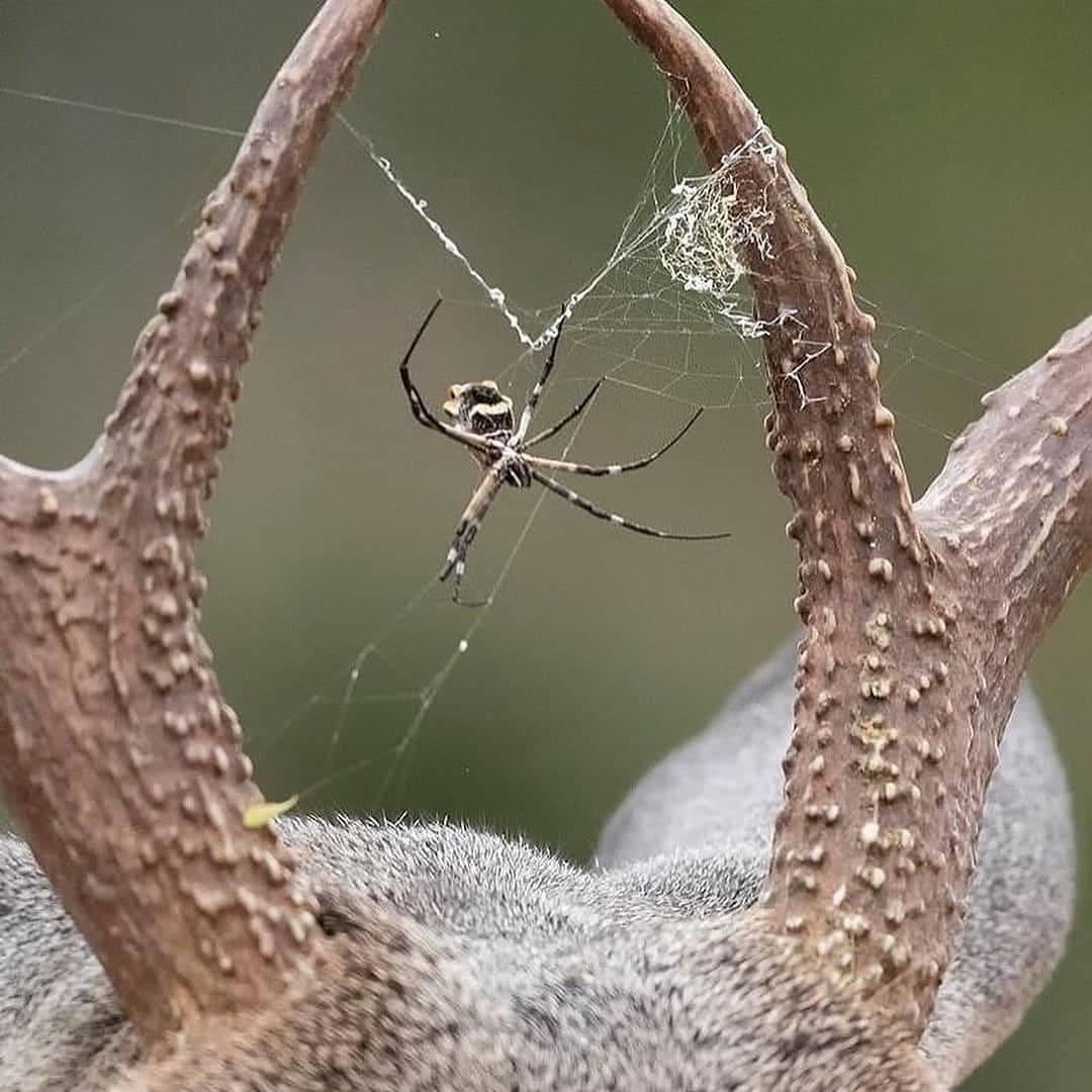 PhilomathicM's tweet photo. Whitetail buck cradles a spider between its antlers. #Nature #NaturePhotography #NatureIsLife #wildlifephotography #deer #wildlife #beauty #host #homage #spider #antlers #wild #fascinating #wonderful #bestcaption #philomath
.
.
📷Photo credit : @hector_astorga_photography https://t.co/1uthosKg27