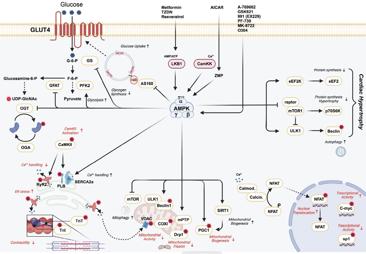 Luc Bertrand (@bertrandluc_ky) on Twitter photo See our new review on #AMPK and O-GlcNAcylation: interplay in cardiac pathologies and heart failure portlandpress.com/essaysbiochem/…
#heartfailure #Essays <a href="/ISHR_ES/">ISHR European Section</a> <a href="/GRRC_SFCardio/">GRRC -French community in cardiovascular research</a> <a href="/escardio/">European Society of Cardiology</a> See our new review on #AMPK and O-GlcNAcylation: interplay in cardiac pathologies and heart failure portlandpress.com/essaysbiochem/…
#heartfailure #Essays <a href="/ISHR_ES/">ISHR European Section</a> <a href="/GRRC_SFCardio/">GRRC -French community in cardiovascular research</a> <a href="/escardio/">European Society of Cardiology</a>