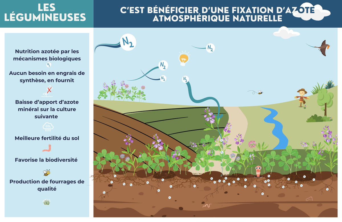 CarboneIDF's tweet photo. L’introduction de légumineuses est aux coeur des systèmes de cultures pour une agriculture décarbonée. Celle-ci permet une baisse de fertilisation à l’échelle de l’exploitation et ainsi une réduction d’émissions liée à la synthèse des engrais.☘️

En voici une petite illustration. https://t.co/Ldm9Gu29Y7
