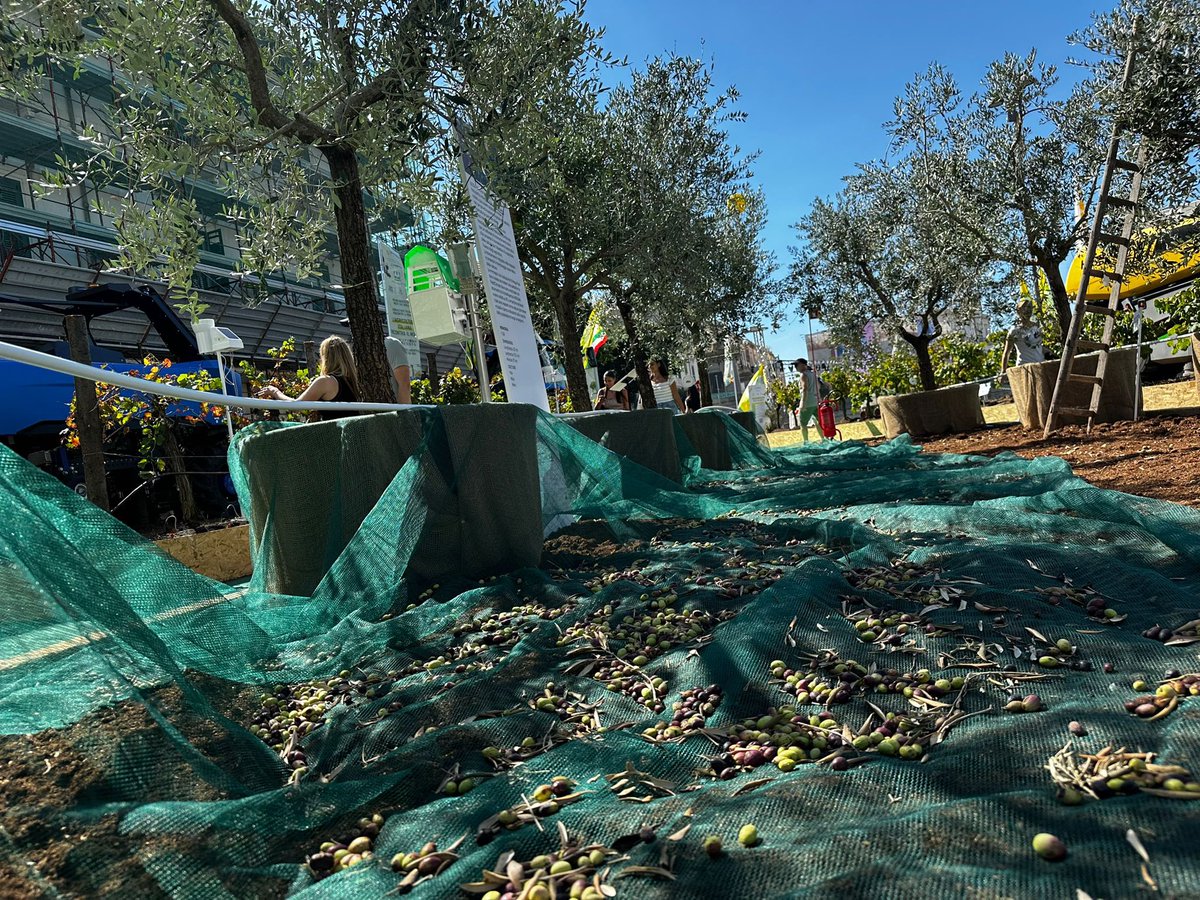 La siccità fa crollare la produzione dell’olio d’oliva italiano con un calo atteso di circa il 32%. a causa della mancanza di pioggia e del caldo record che al Sud hanno colpito le maggiori regioni produttrici come la Puglia e la Sicilia