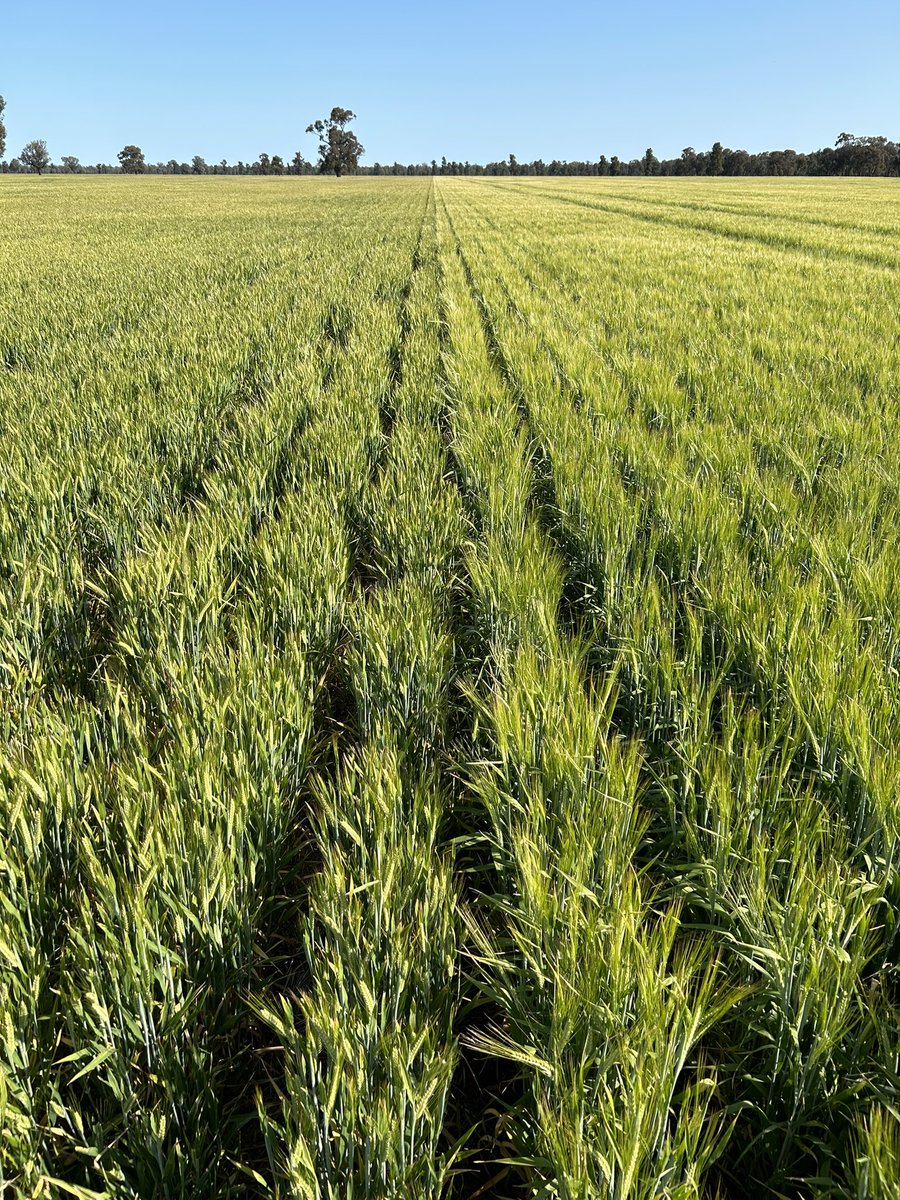 Procrastinating from working out where to cut frosted wheat!  Maximus vs neo looks close in a tough finish