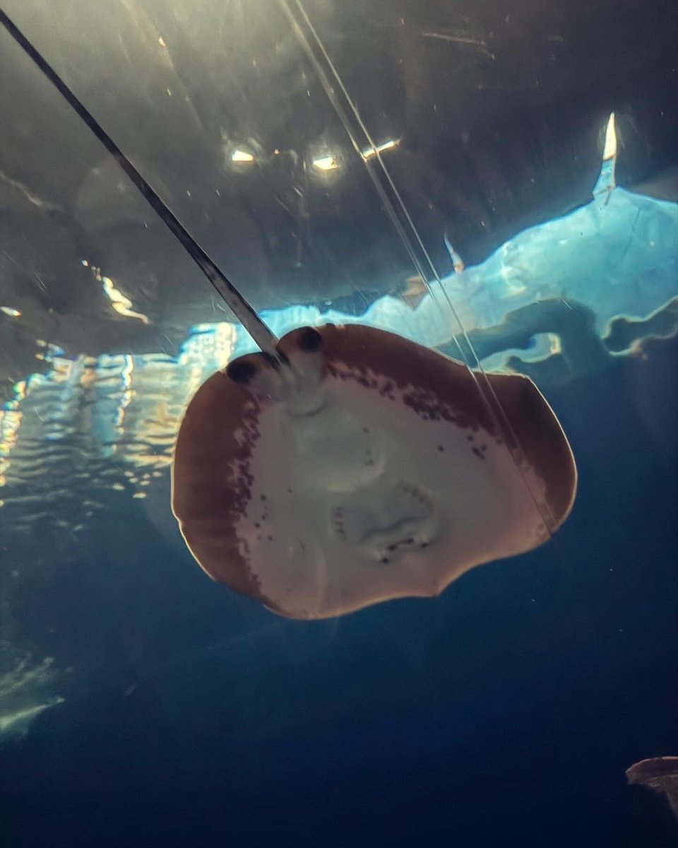 hub_meow's tweet photo. Underwater World Pattaya #พัทยา https://t.co/iFmPRyk4GZ