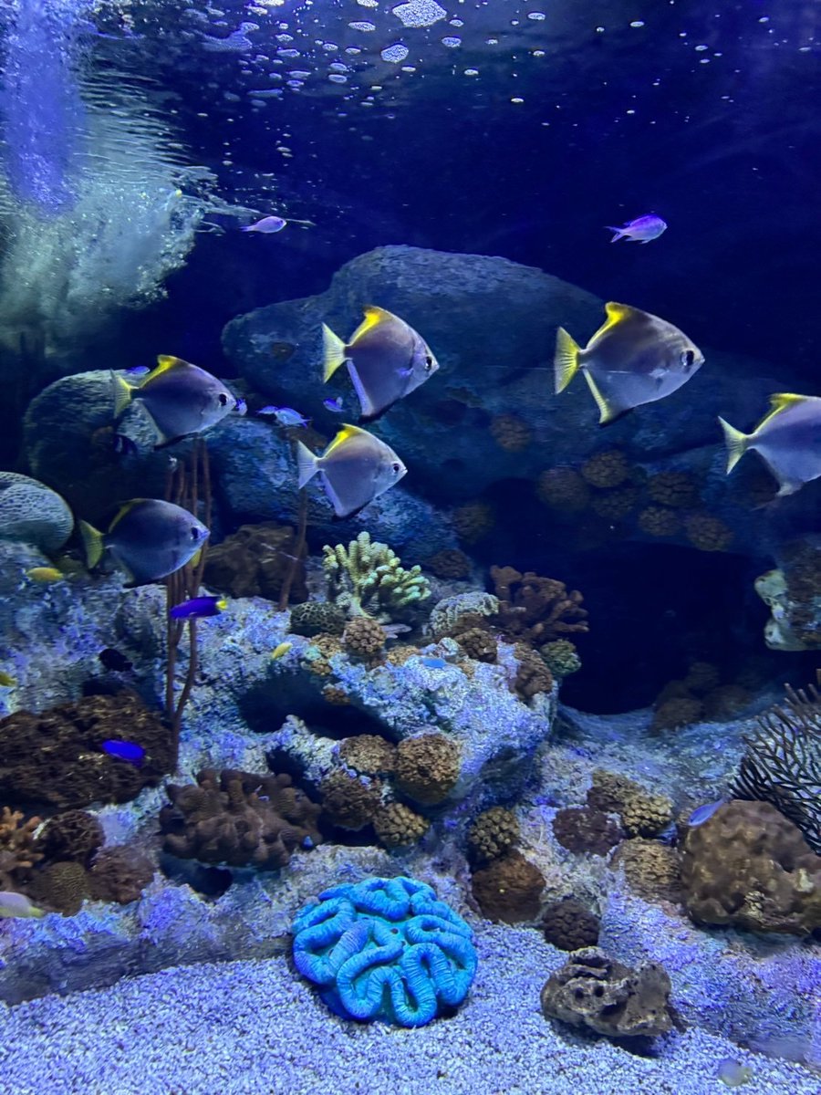 hub_meow's tweet photo. Underwater World Pattaya #พัทยา https://t.co/iFmPRyk4GZ
