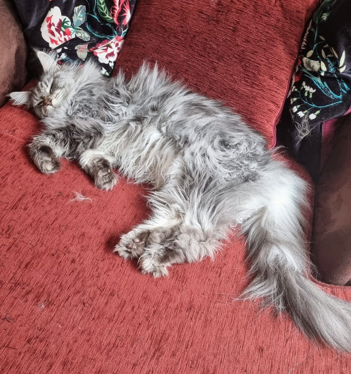 Is it weird to be jealous of your 🐈? 
#CatLife vs #AcademicLife