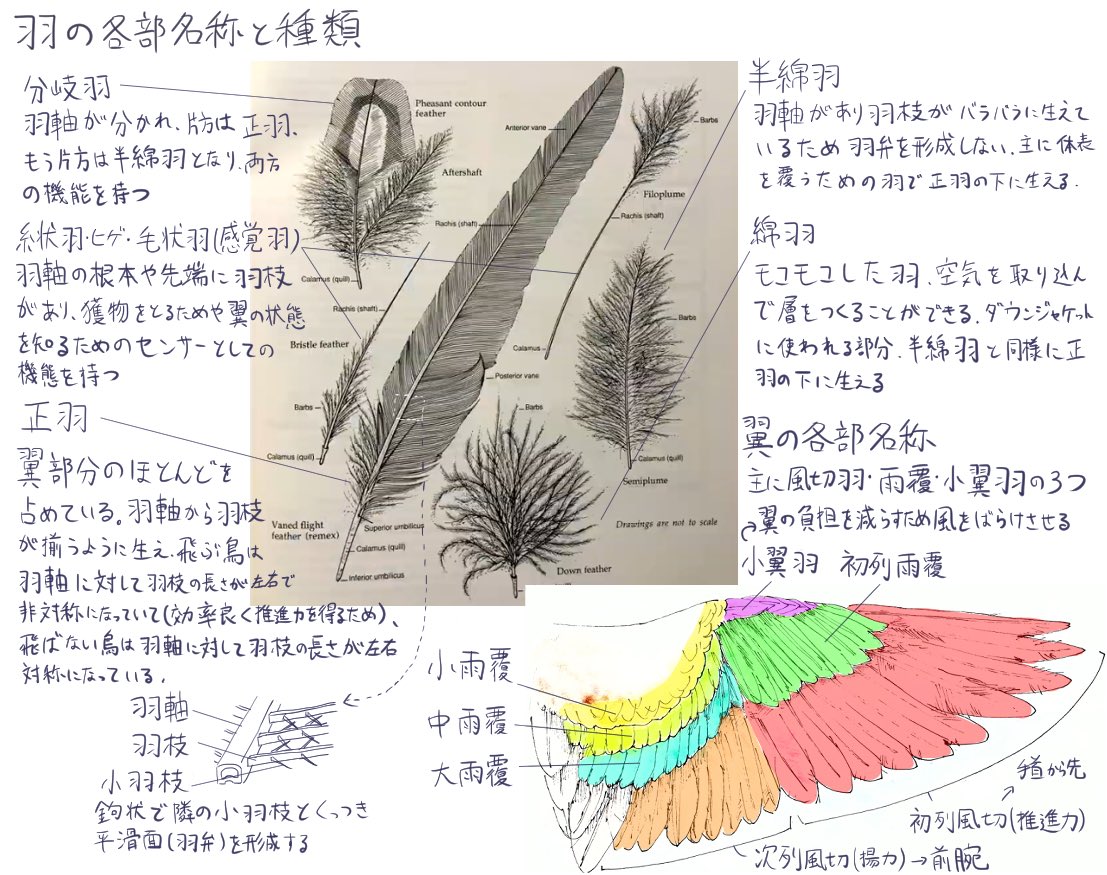 🕊️