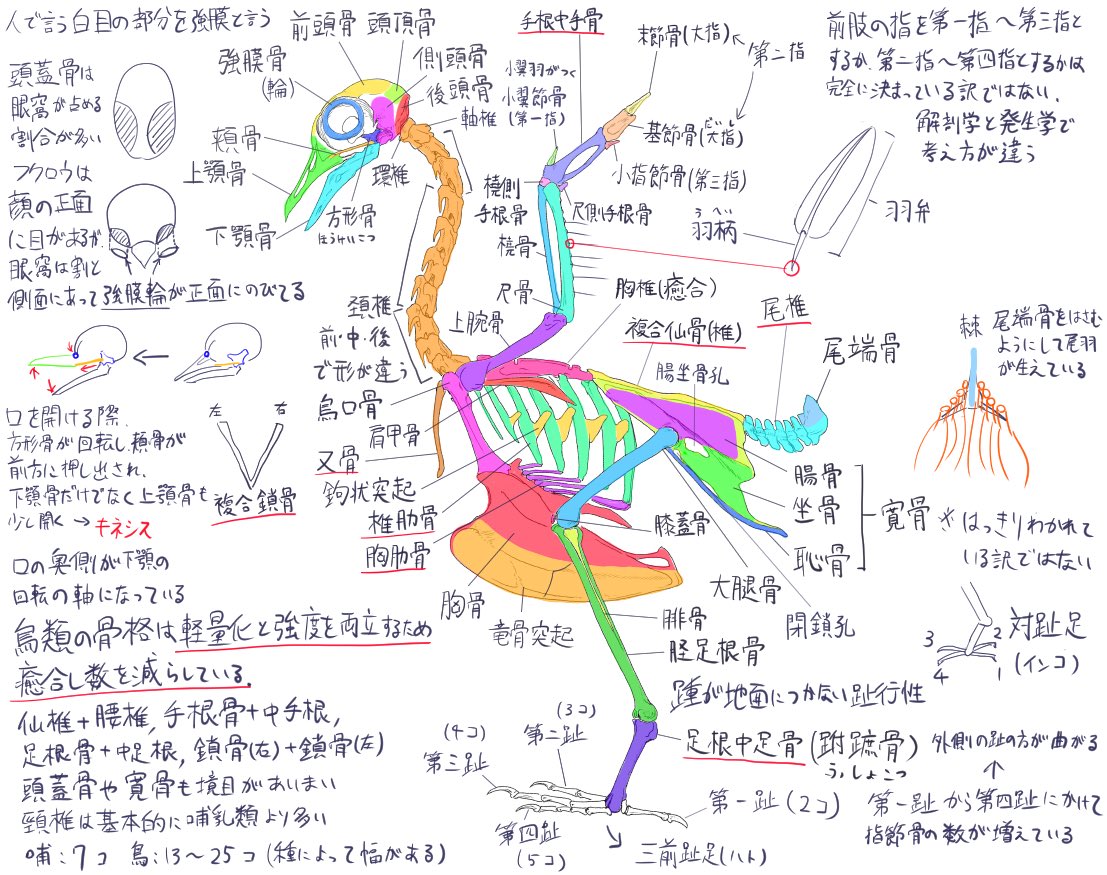 さんご tweet media