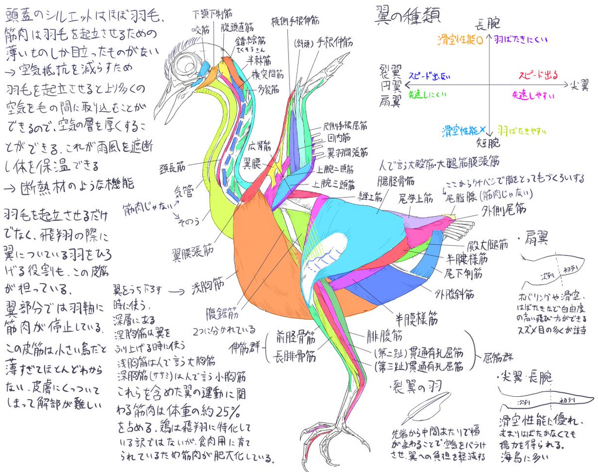 さんご tweet media