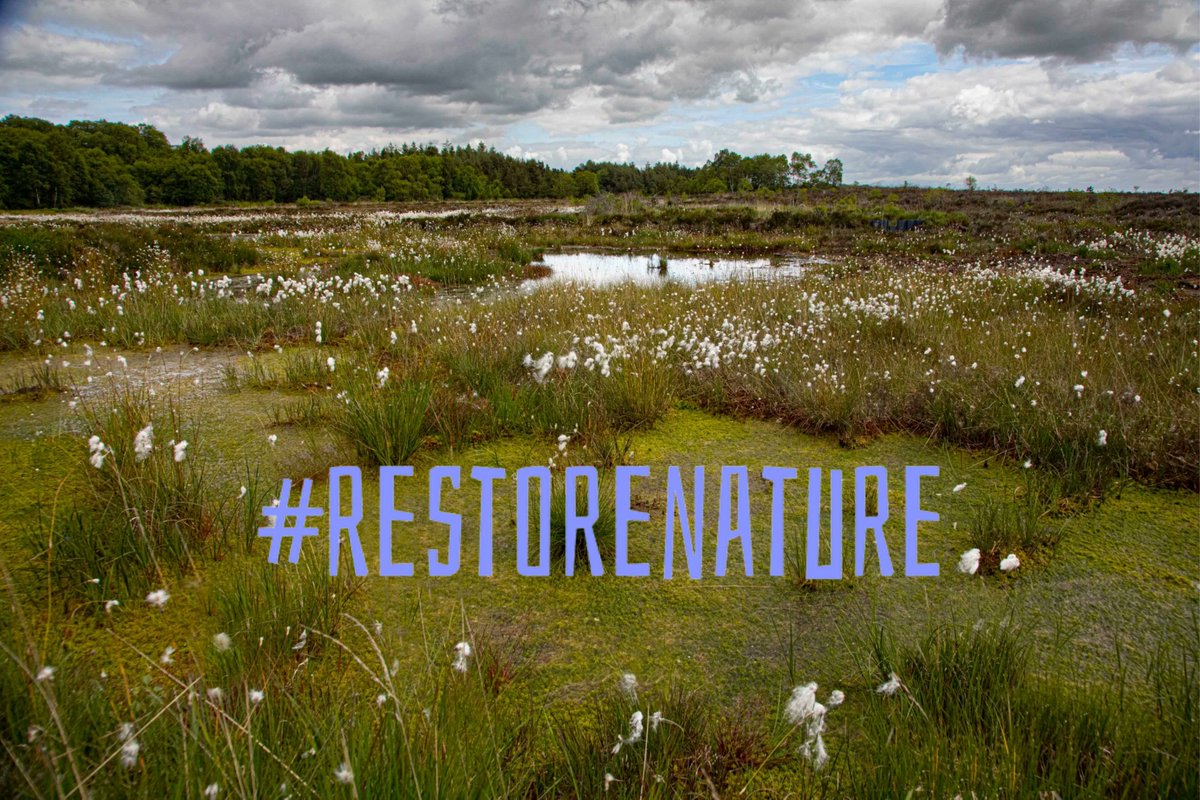 Env_Pillar's tweet photo. Budget 2025: We are calling for an increase in spending on nature to €125m and the creation of Nature Restoration Fund, to finance current AND capital funding of the National Restoration Plan in the medium to longer term. https://t.co/8x3WfzPZS3 https://t.co/b0CRjZpdHN