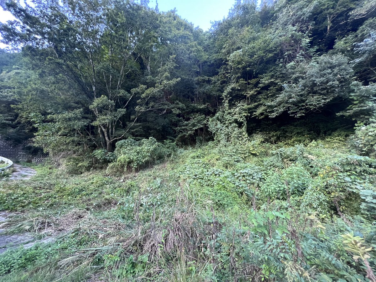 manami_iwamoto's tweet photo. 帰宅後、体力余ってたので
家の裏山の草刈した
これで10mぐらいは
集落の熊よけしたことになる
偉い僕🧸
#ISMproject
#獣害対策 https://t.co/f9b9qdkZbG